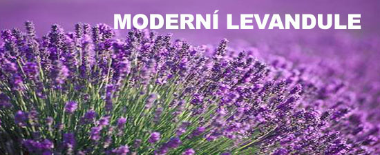 Modern� levandule