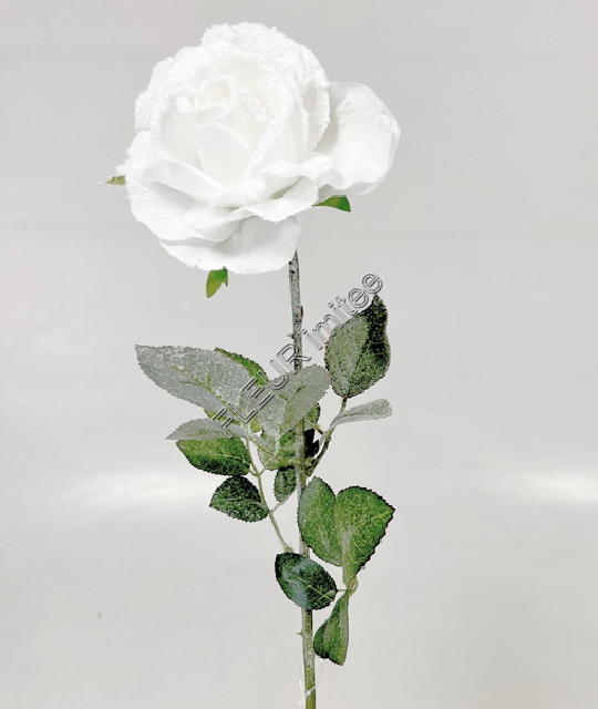 Růže zasněž.75cm 24/192