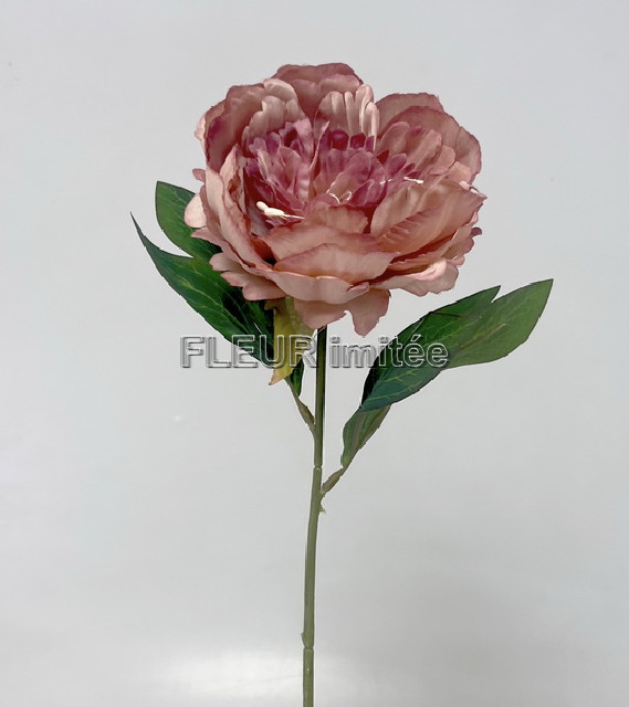 Pivoňka  x1  50cm 6/72