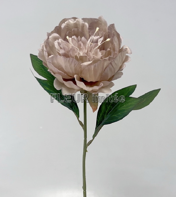 Pivoňka  x1  50cm 6/72