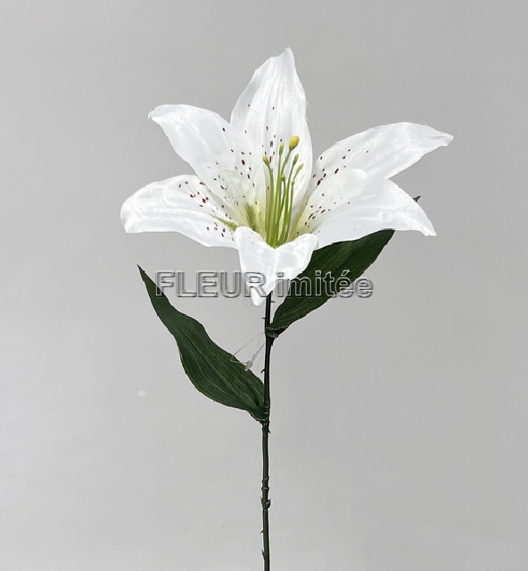 Lilie x1 40cm 48/384