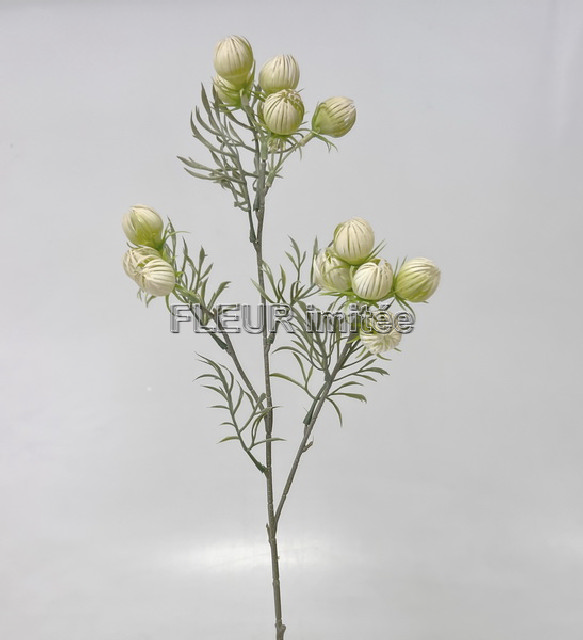 Mochna mini x3  60cm 36/216