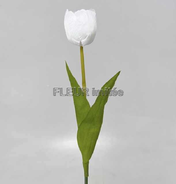 Tulipán x1 53cm 48/480
