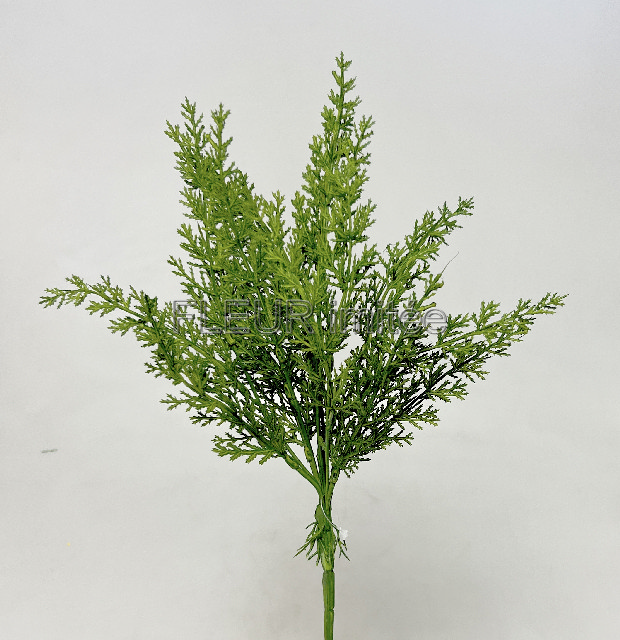 Tuje x6  42cm  24/192