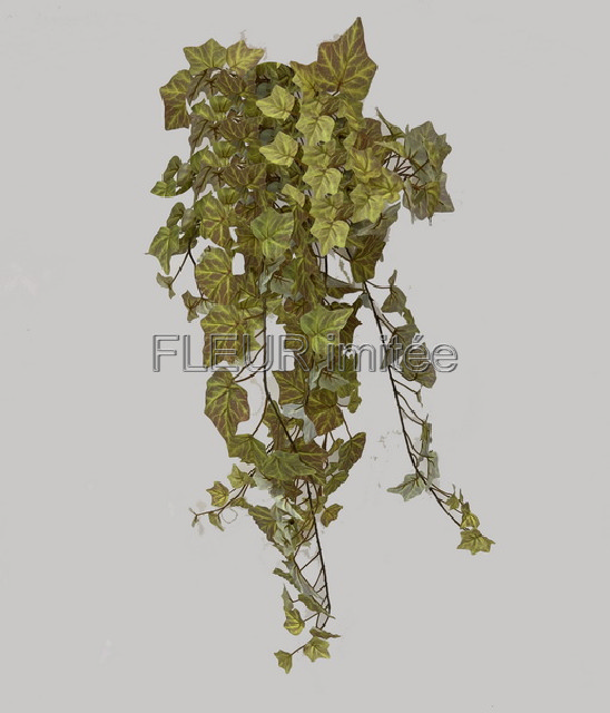 Břečťan 80cm latex 12/48