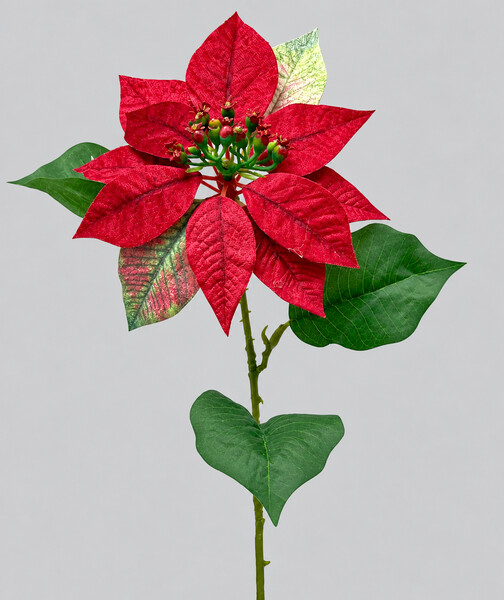 Poinsettia 17/70cm velvet  12/144