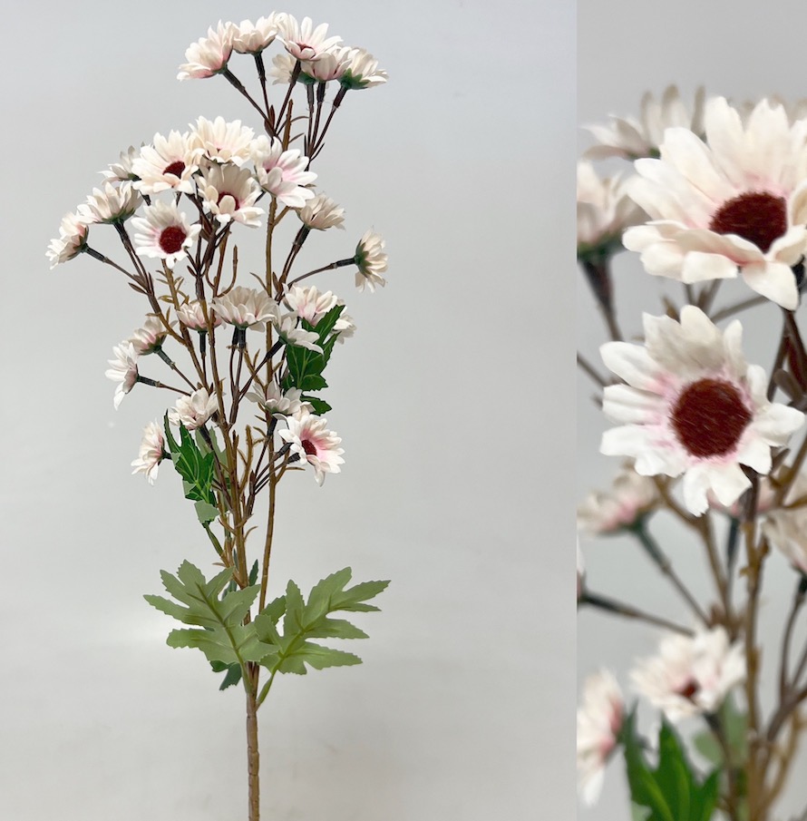 Čekanka 87cm  24/144