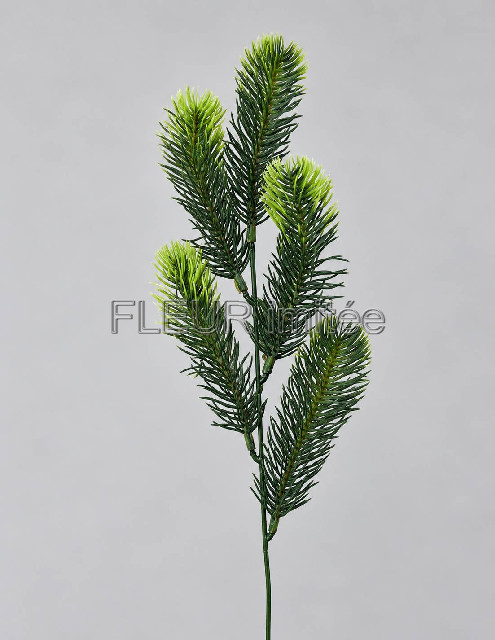 Chvojí  x5 52cm  12/240