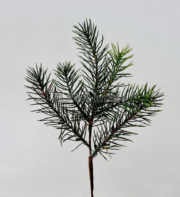 Chvojí 25cm 48/576