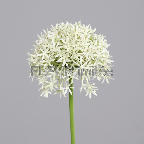 Česnek 63cm  24/192