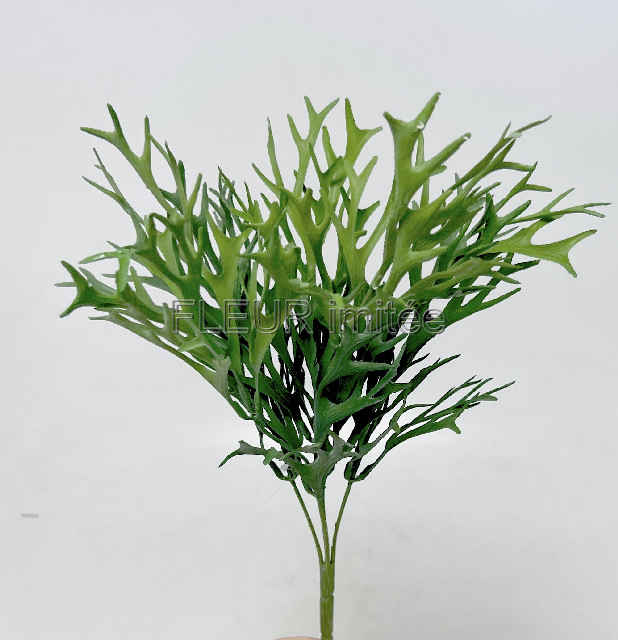 Platycerium  x5 43cm 16/96