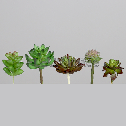 Sukulenty 9-14cm 5druhů