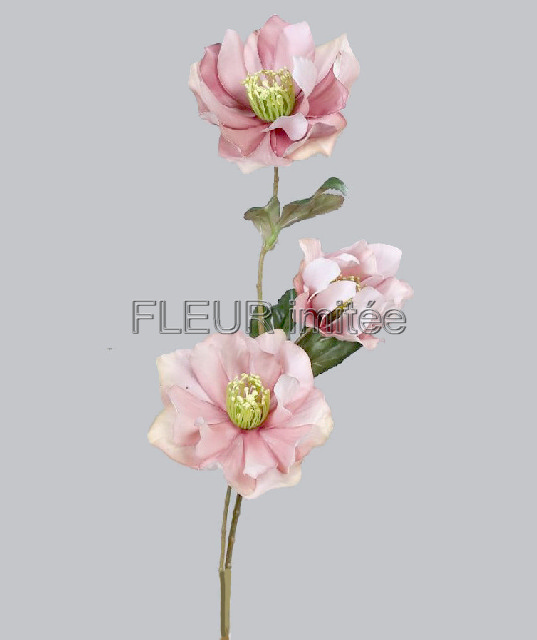 Čemeřice x3 67cm 24/120