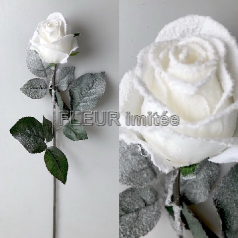 Růže zasněž. 65cm  24/288