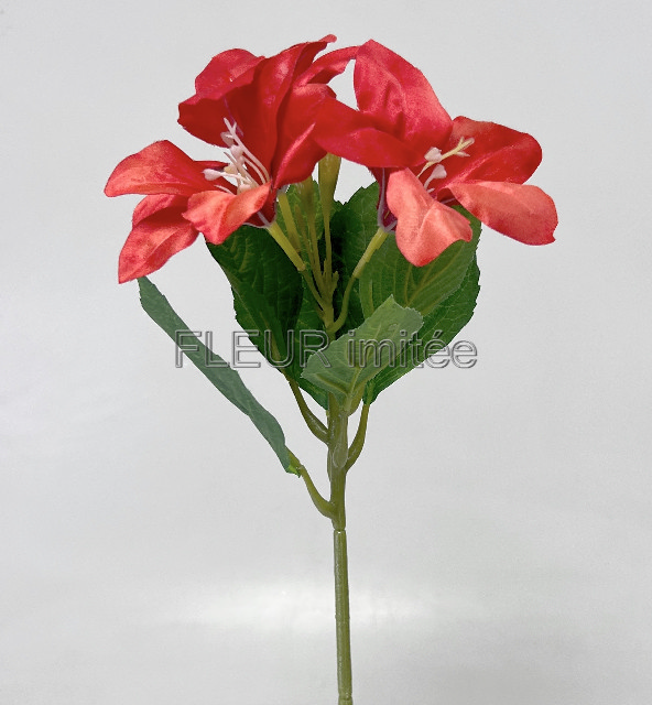 Amarylis x3  32cm  6/144