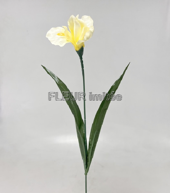 Iris x1 60cm 12/96