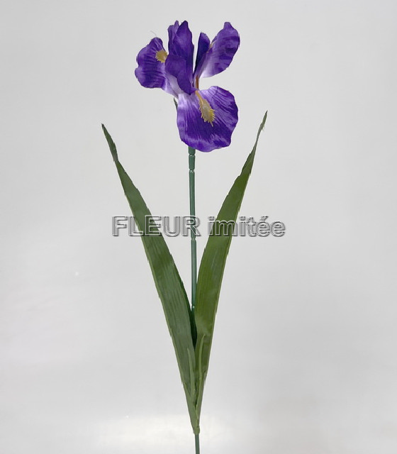 Iris x1 60cm 12/96