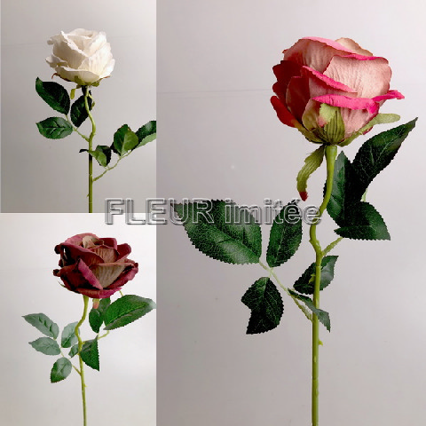 Růže x 1 55cm  48/480