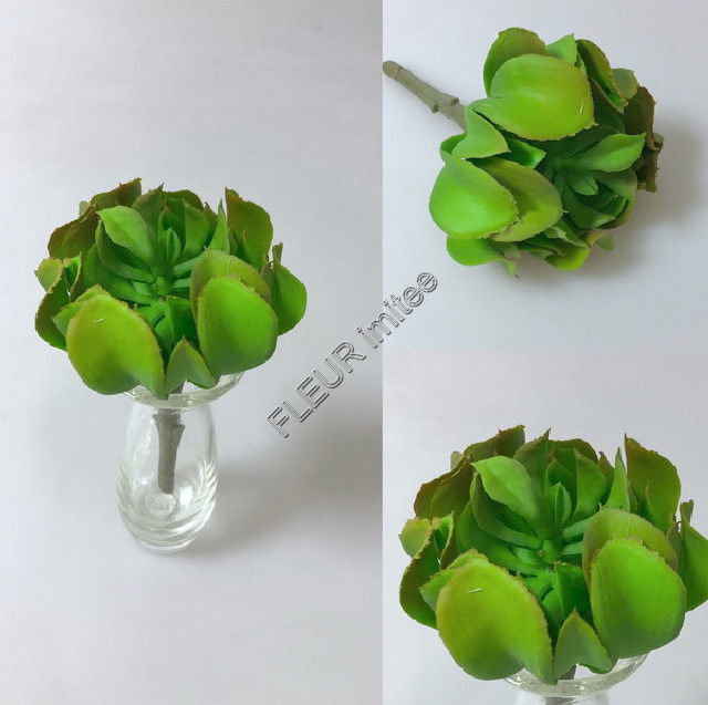 Sukulent 15cm 2/90