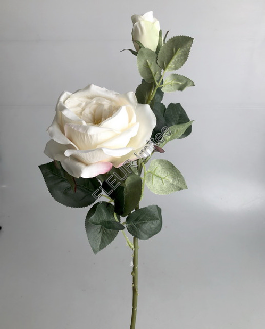 Růže angl. x2 58cm 36/360