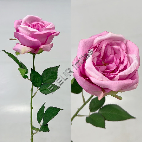 Růže Angie x1 65cm 12/720
