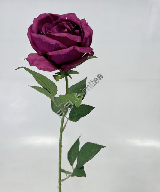 Růže Angie x1 65cm 12/720