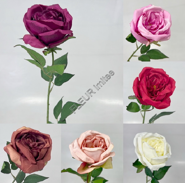 Růže Angie x1 65cm 12/720