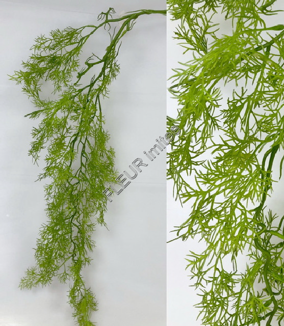 Asparagus pop. 90cm 36/360
