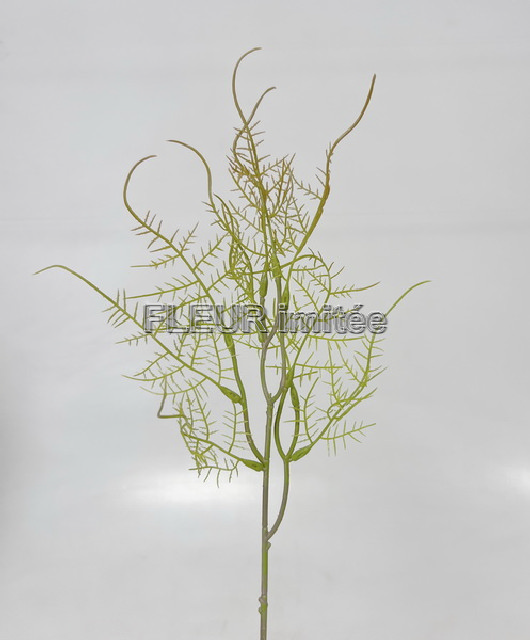 Asparagus x1 40cm 32/384