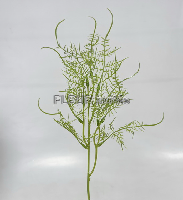 Asparagus x1 40cm 32/384
