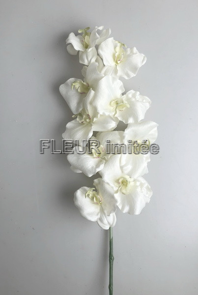 Orchidea giga 95cm/12cm 12/36