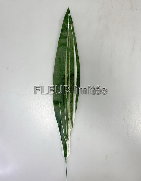 List dracena 65cm 36/2400