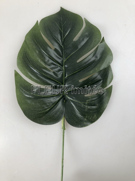 List philodendron 19/43cm 24/120