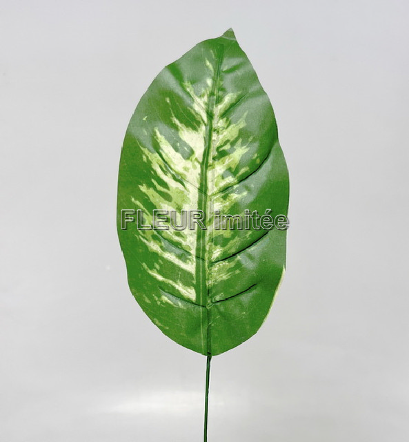 List dieffenbachia 32cm 24/120