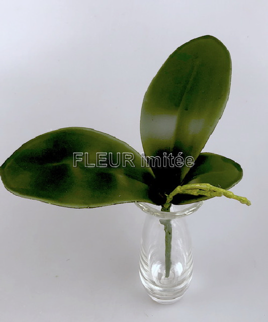Listy orchidea 20cm 24/120