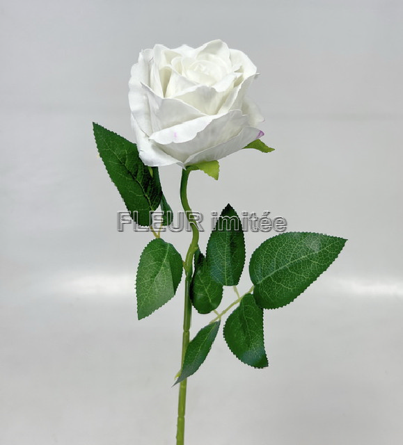 Růže x1 velvet 50cm 36/432