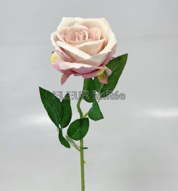 Růže x1 velvet 50cm 36/432