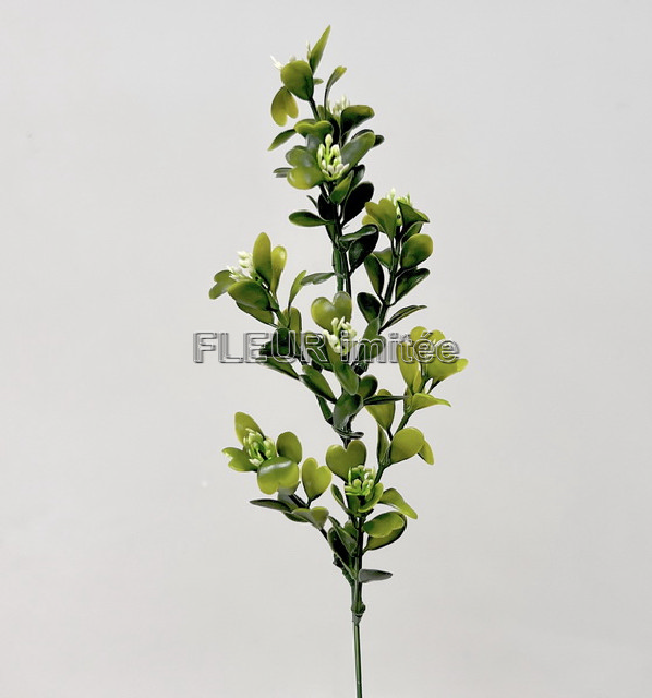 Buxus  43cm 24/324