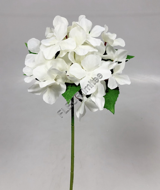 Hortenzie  16/47cm    12/144