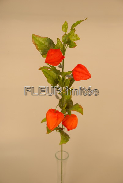 Physalis  x4 86cm 24/144