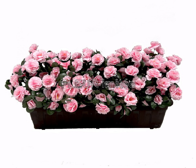 Truhlík azalka 60cm