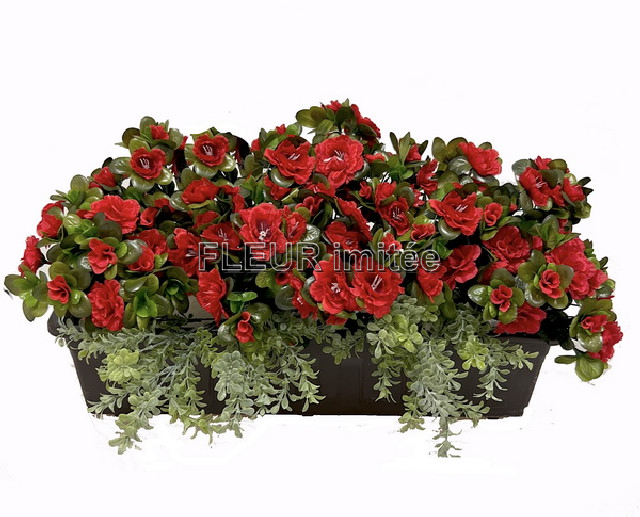 Truhlík azalka 60cm s buxus