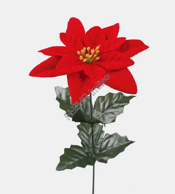 Poinsettia x1 46cm 12/840