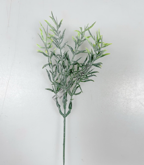 Asparagus  záp.26cm 12/648