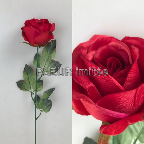 Růže MGHT 7cm/ 60cm   12/480