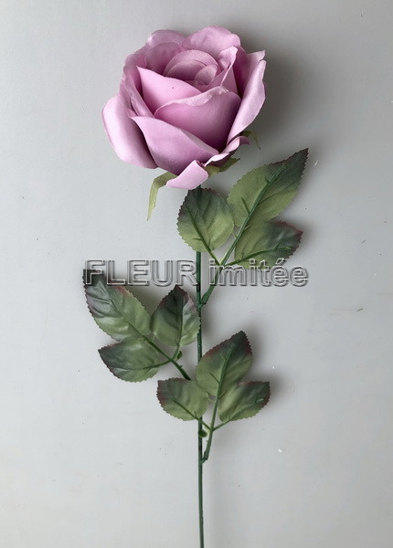 Růže MGHT 7cm/ 60cm   12/480