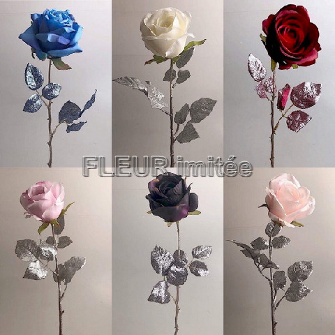 Růže MGHT  7cm/60cm 12/