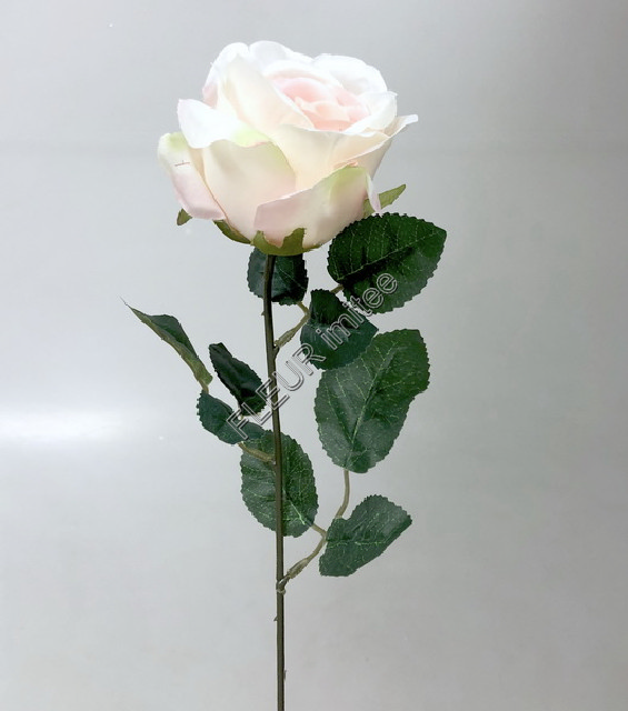 Růže MGHT 7cm/ 60cm   12/480