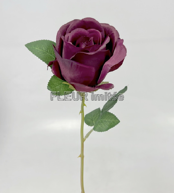 Růže MGHT 7cm/ 50cm   12/480