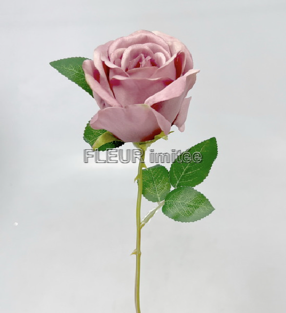 Růže MGHT 7cm/ 50cm   12/480